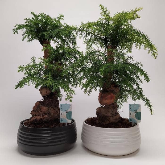 Araucaria Cunninghamii Bonsai 'Spiral' 26 cm