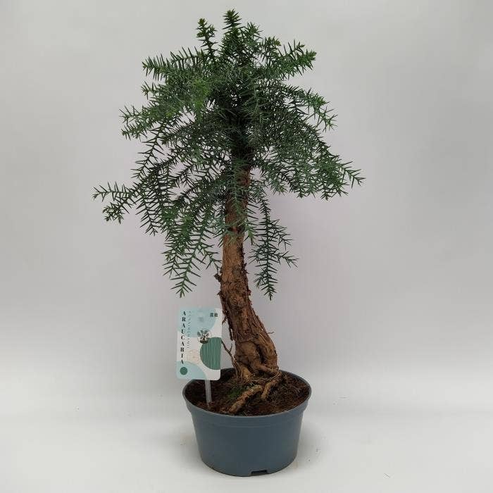 Araucaria Cunninghamii Bonsai teeltpot 16 cm