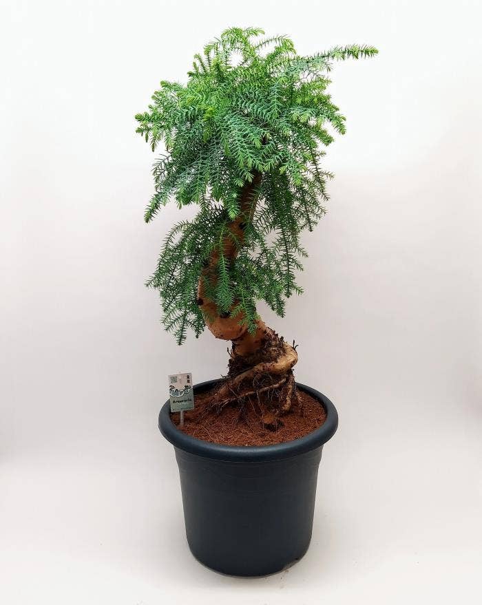 Araucaria Cunninghamii