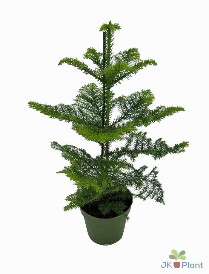 Araucaria heterophylla