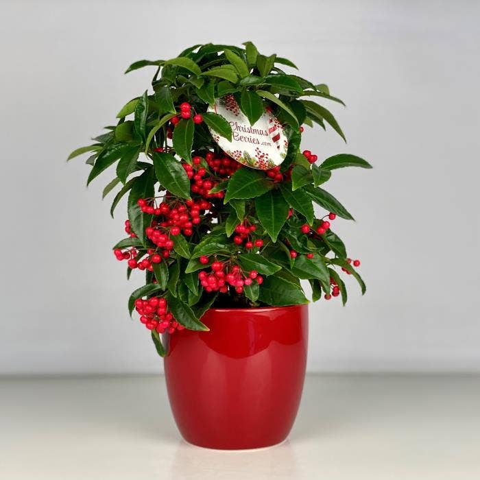 Ardisia cren. Red in Red ceramic