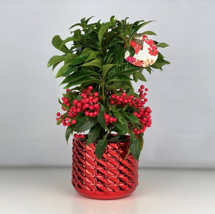 Ardisia cren. Red in Toro