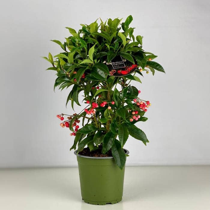 Ardisia cren. Red