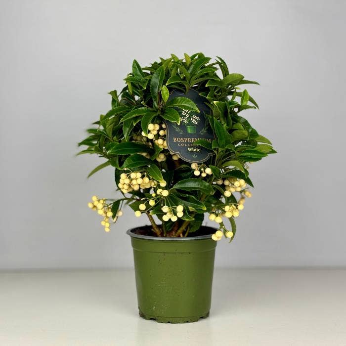 Ardisia cren. White