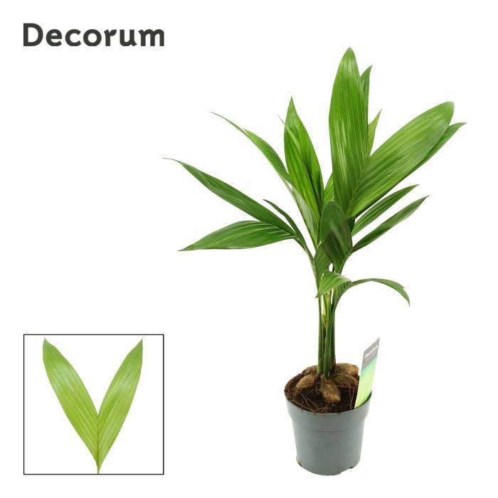 Areca catechu