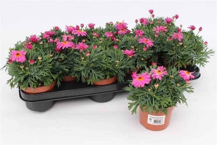 Argyranthemum fru. Pink