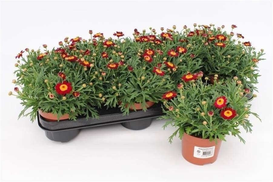 Argyranthemum fru. Red