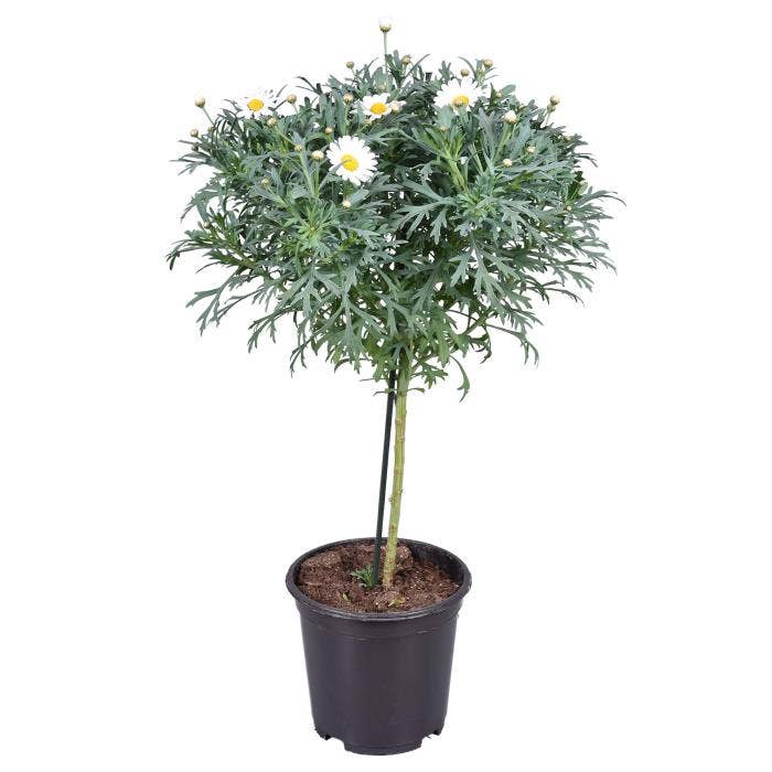 Argyranthemum fru. White