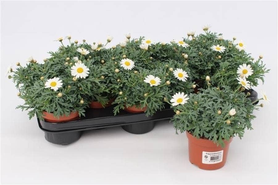 Argyranthemum fru. White