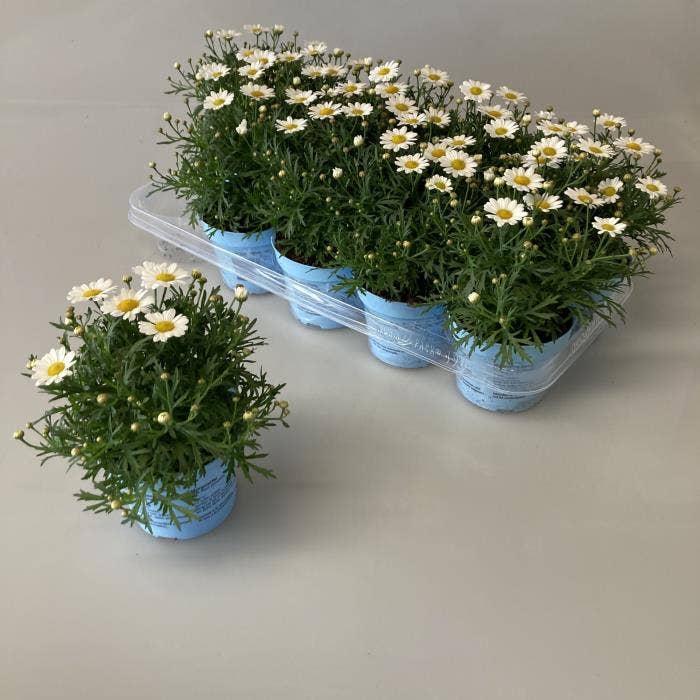 Argyranthemum fru. White