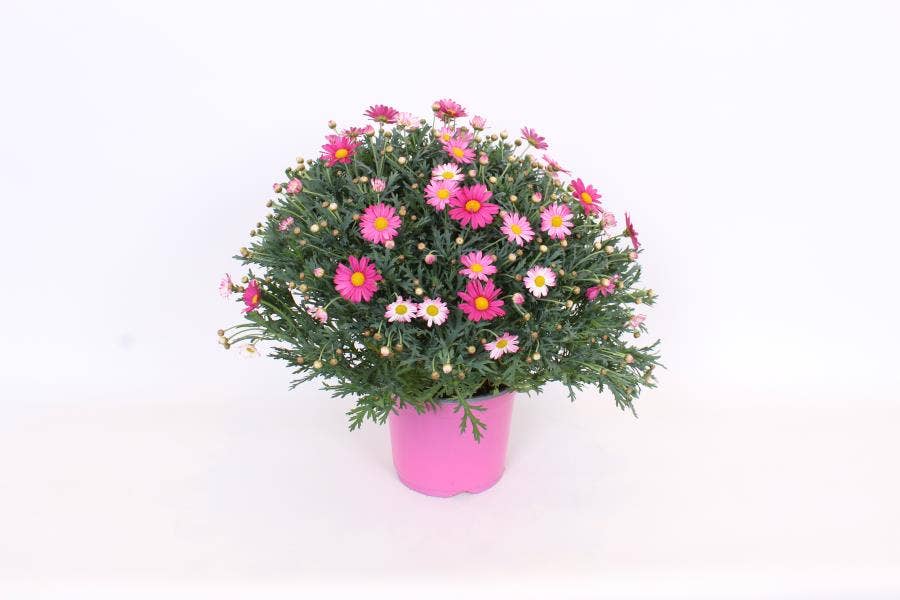 Argyranthemum frut. Pink