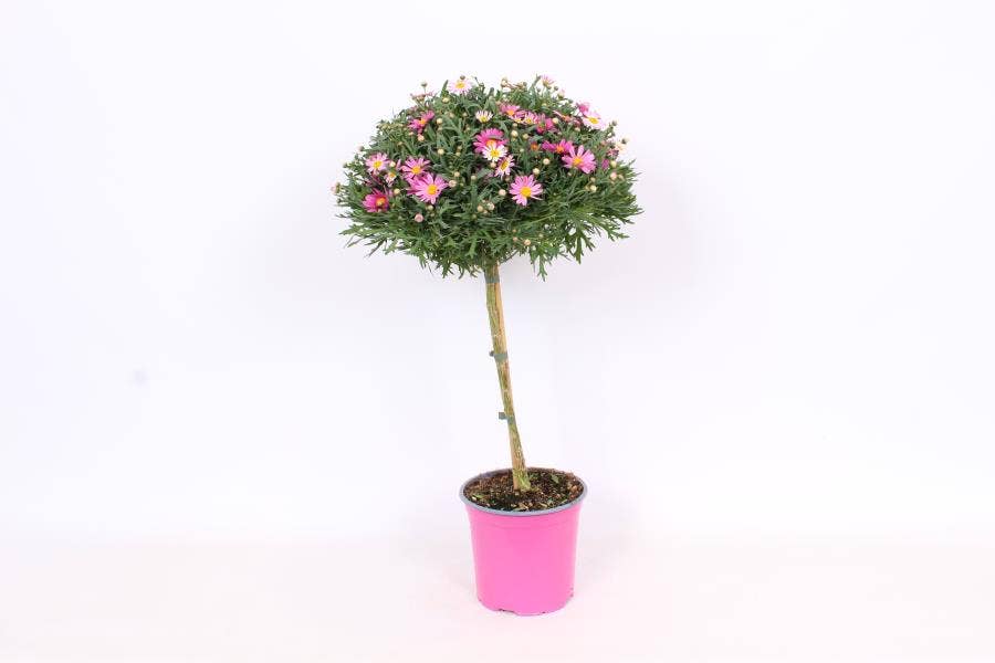 Argyranthemum frut. Pink