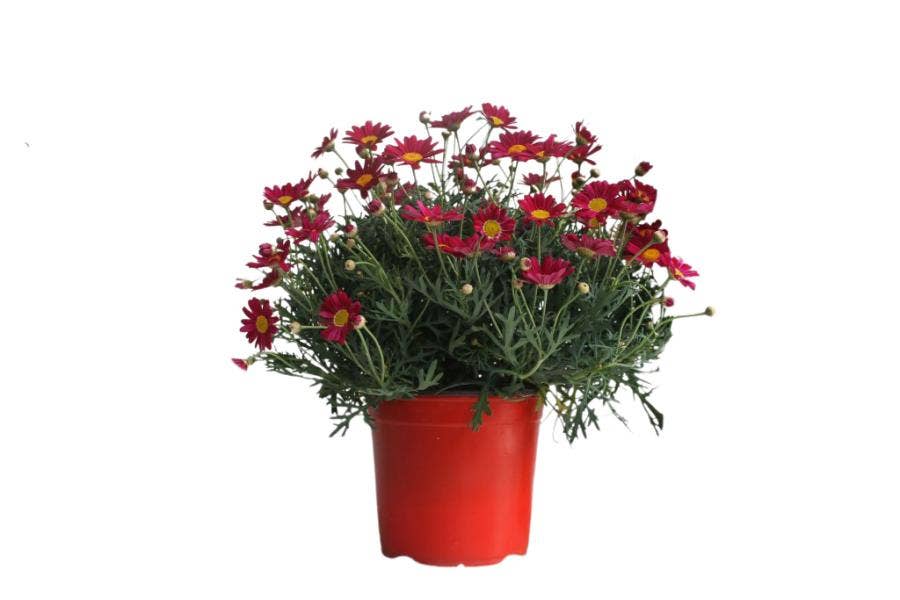 Argyranthemum frut. Red