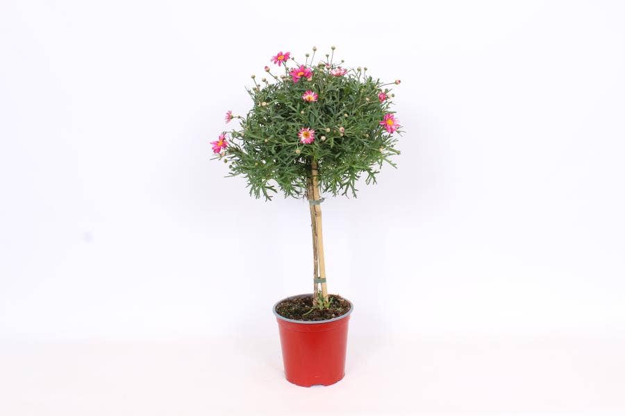 Argyranthemum frut. Red