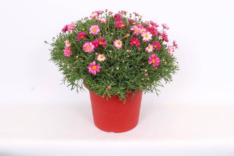 Argyranthemum frut. Red/Yellow/Pink