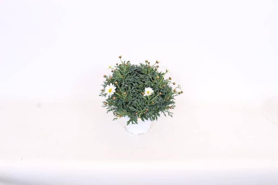 Argyranthemum frut. White