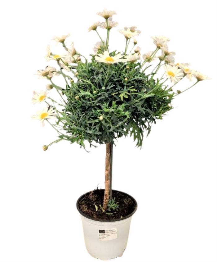 Argyranthemum frut. White