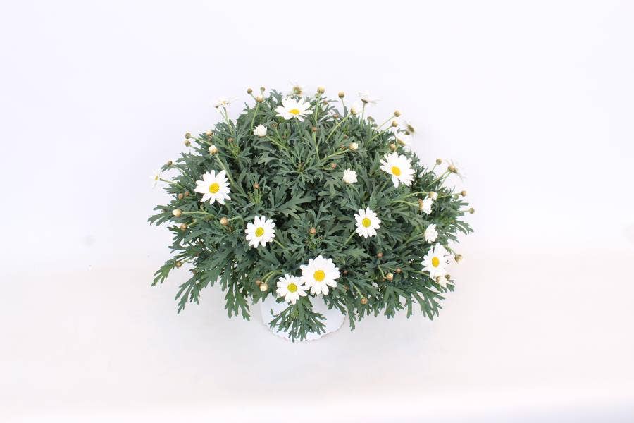 Argyranthemum frut. White