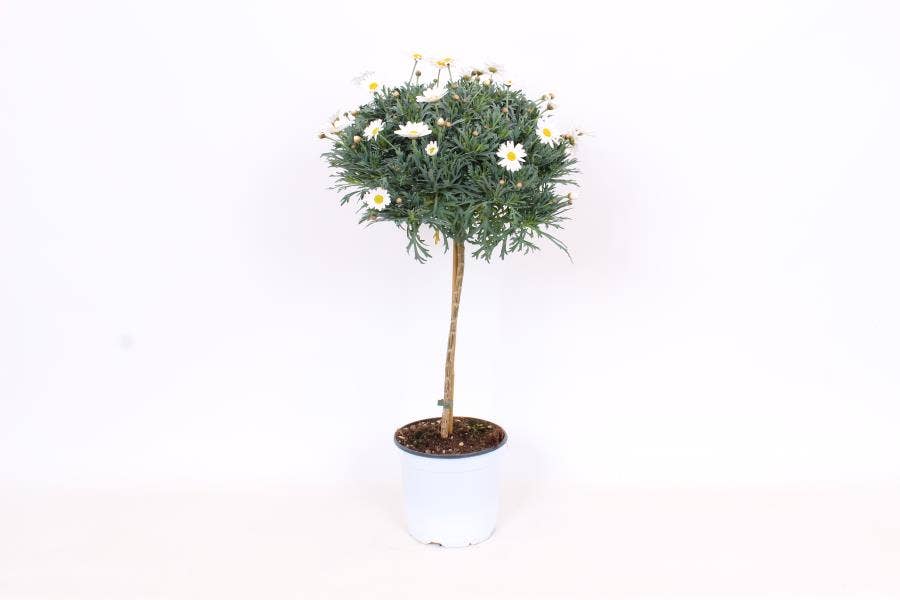 Argyranthemum frut. White