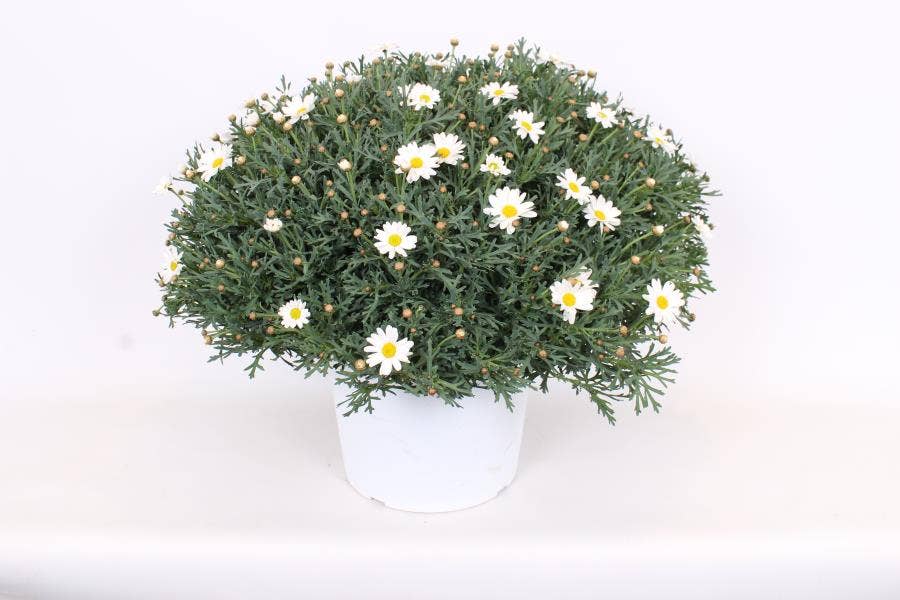 Argyranthemum frut. White