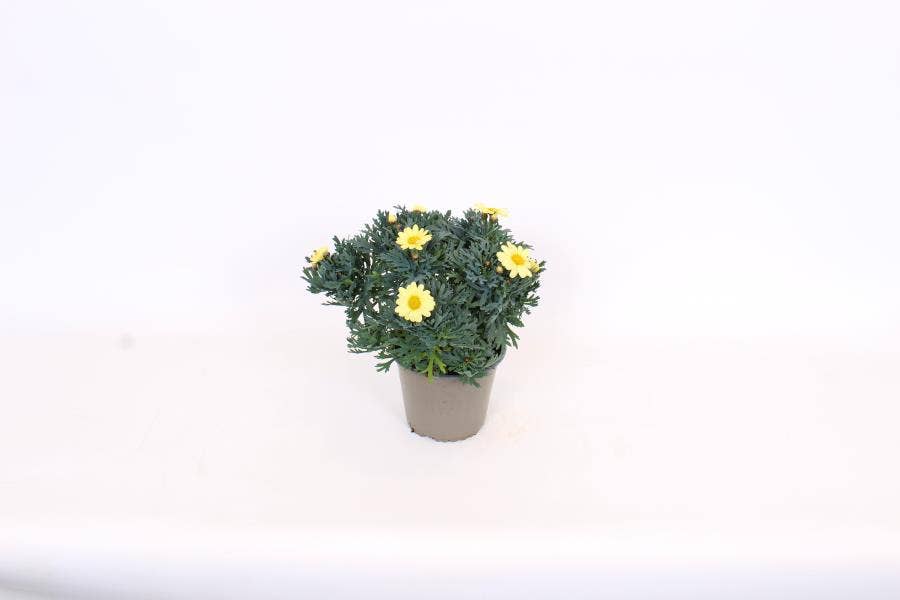 Argyranthemum frut. Yellow