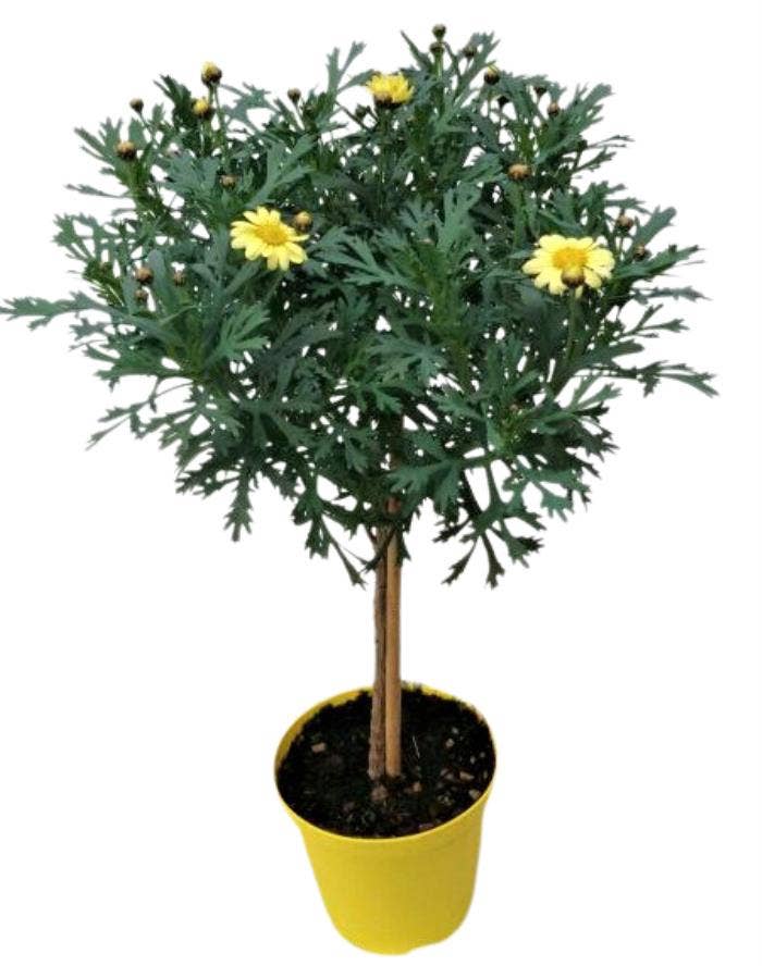 Argyranthemum frut. Yellow