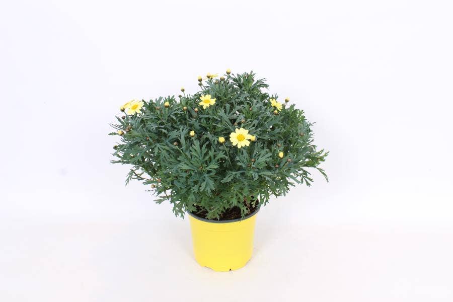 Argyranthemum frut. Yellow