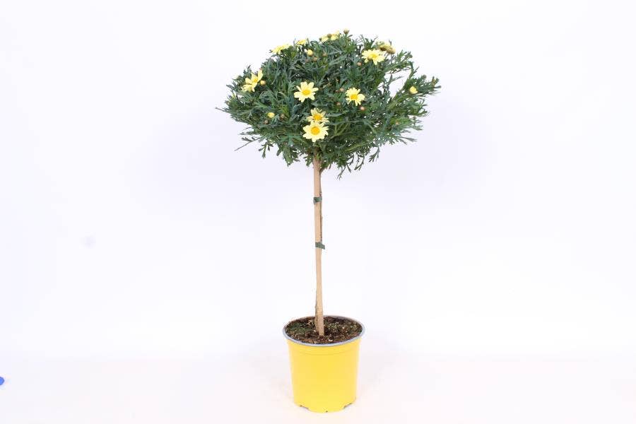 Argyranthemum frut. Yellow