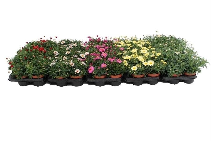 Argyranthemum frutescens