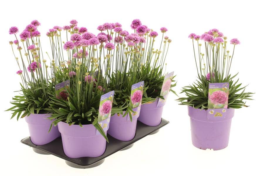 Armeria 'Ballerina Lilac'