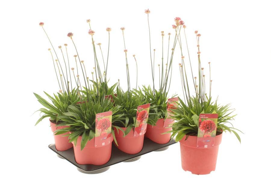 Armeria 'Ballerina Red'