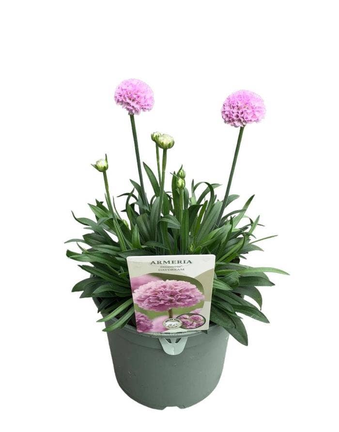 Armeria Dreameria Daydream