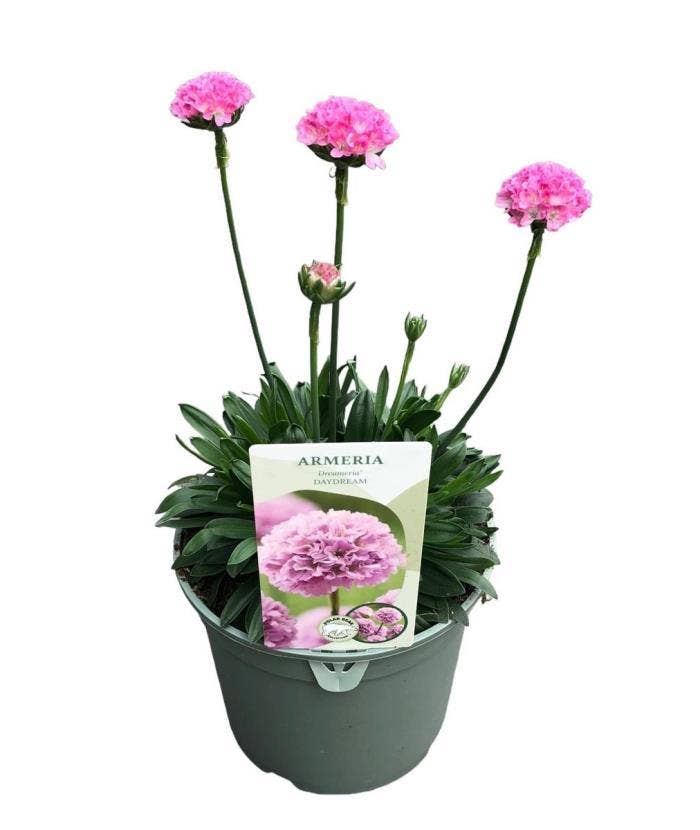 Armeria Dreameria Dreamland