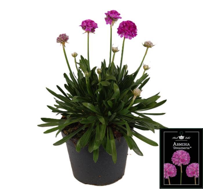 Armeria 'Dreameria Sweet Dreams'