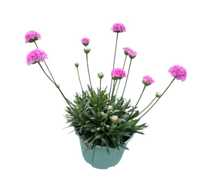 Armeria Dreameria 