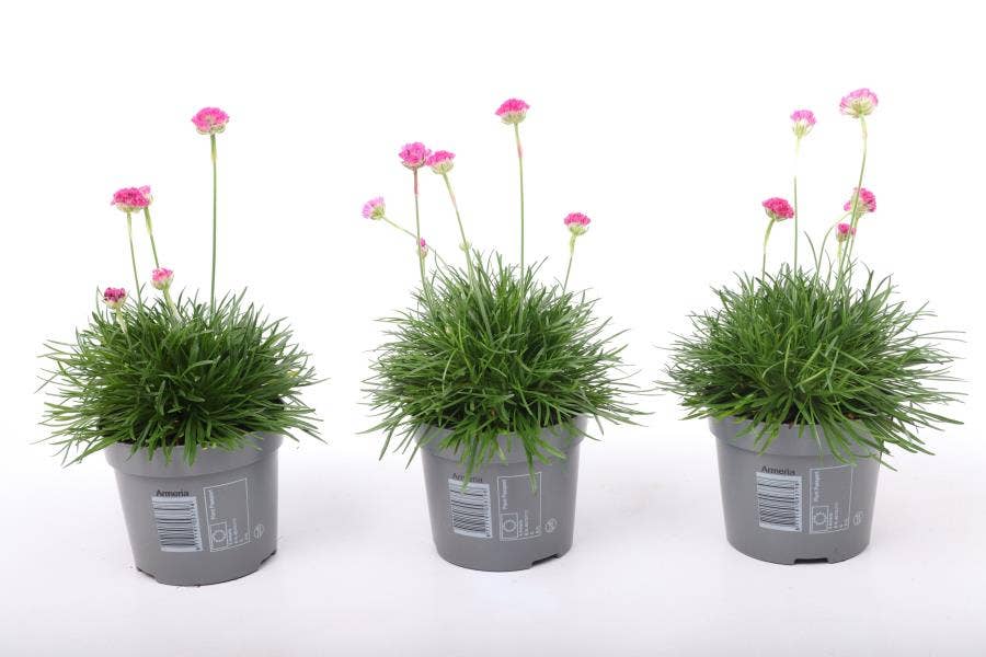 Armeria mar. 'Abbey Deep Rose'