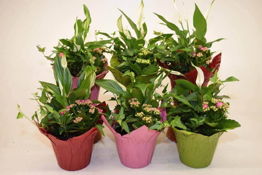 Arrangement 17005