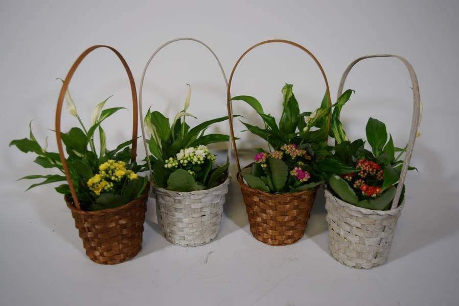 Arrangement 19098