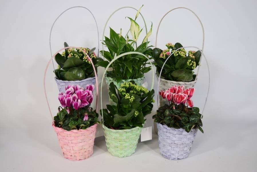 Arrangement 20035