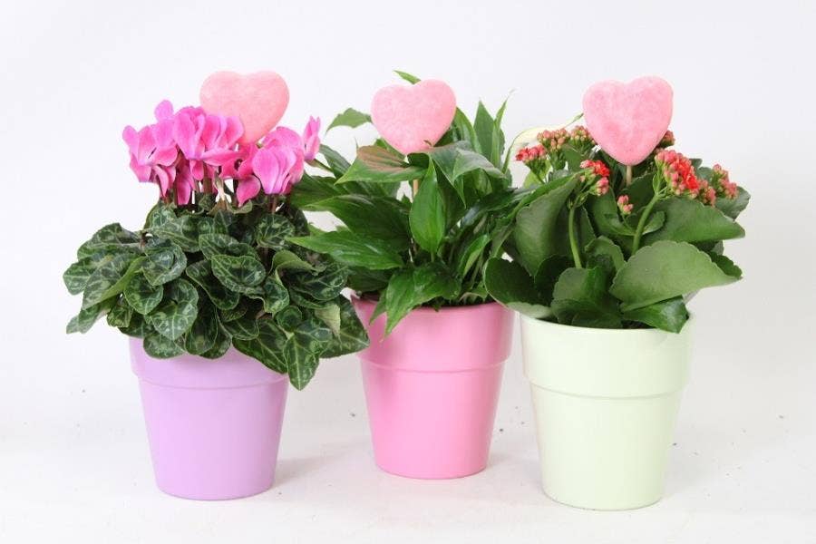 Arrangement 20567