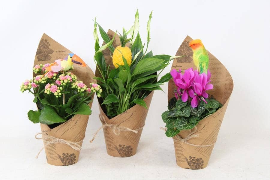 Arrangement 20680