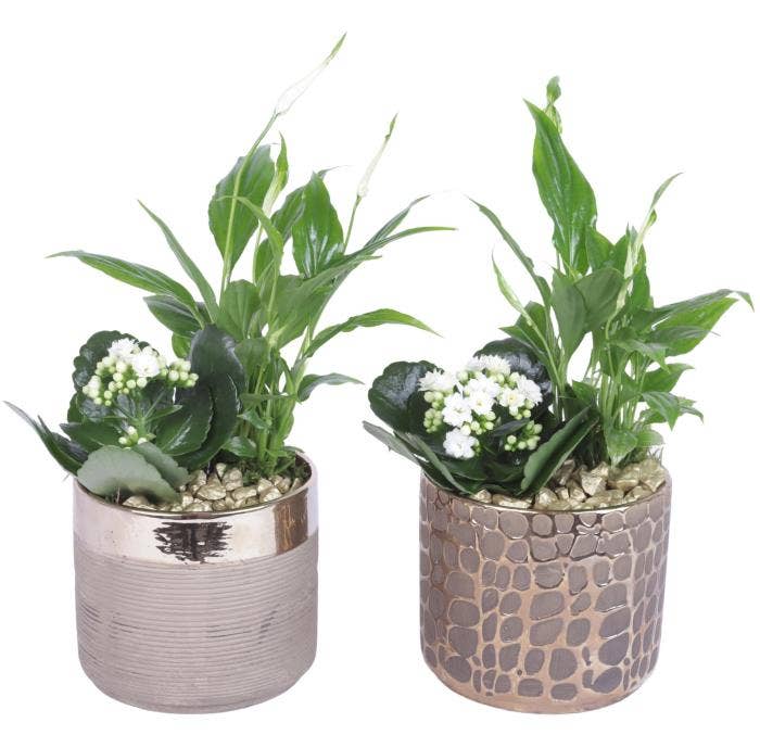 Arrangement AYR (YR613K0568)