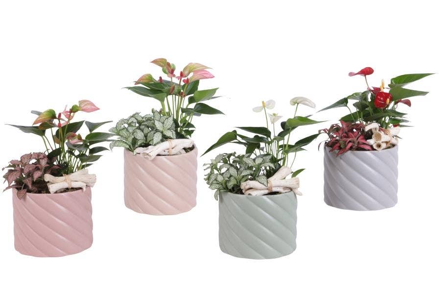 Arrangement AYR (YR614K0661-2)