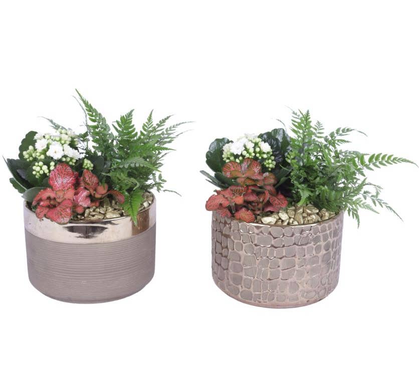 Arrangement AYR (YR617K0568)