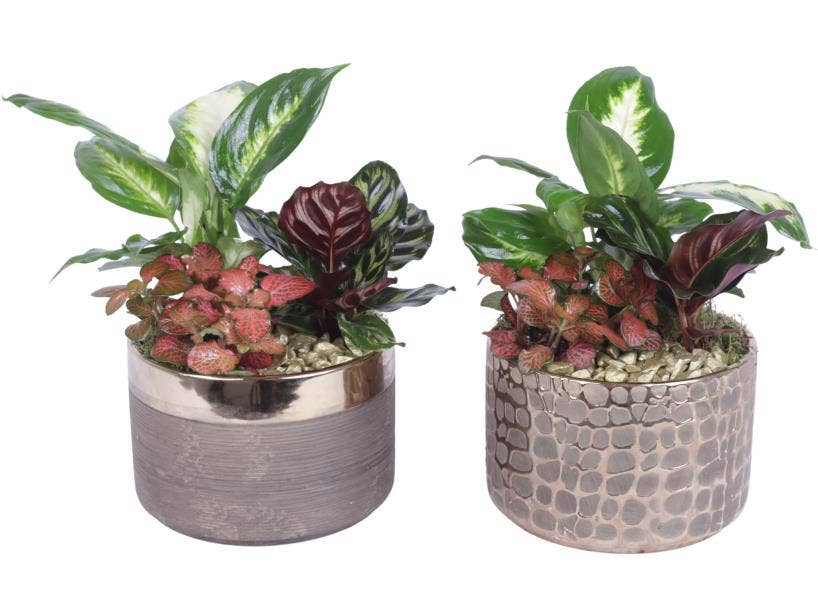 Arrangement AYR (YR617K0568-2)