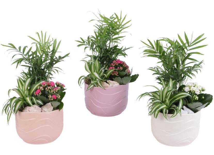 Arrangement AYR (YR617K0660)