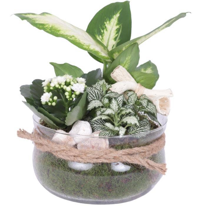Arrangement AYR (YR620K3008)