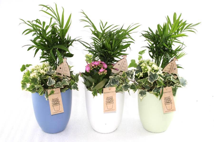 Arrangement Hugo met Zeilboot steker BLW0317