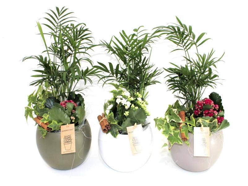 Arrangement in Lisa 