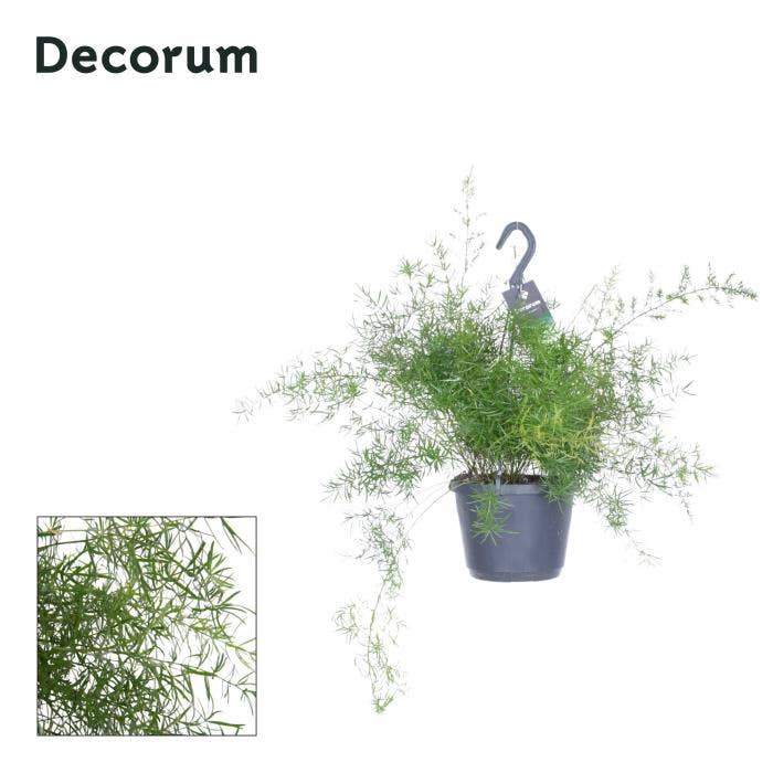 Asparagus dens. Sprengeri